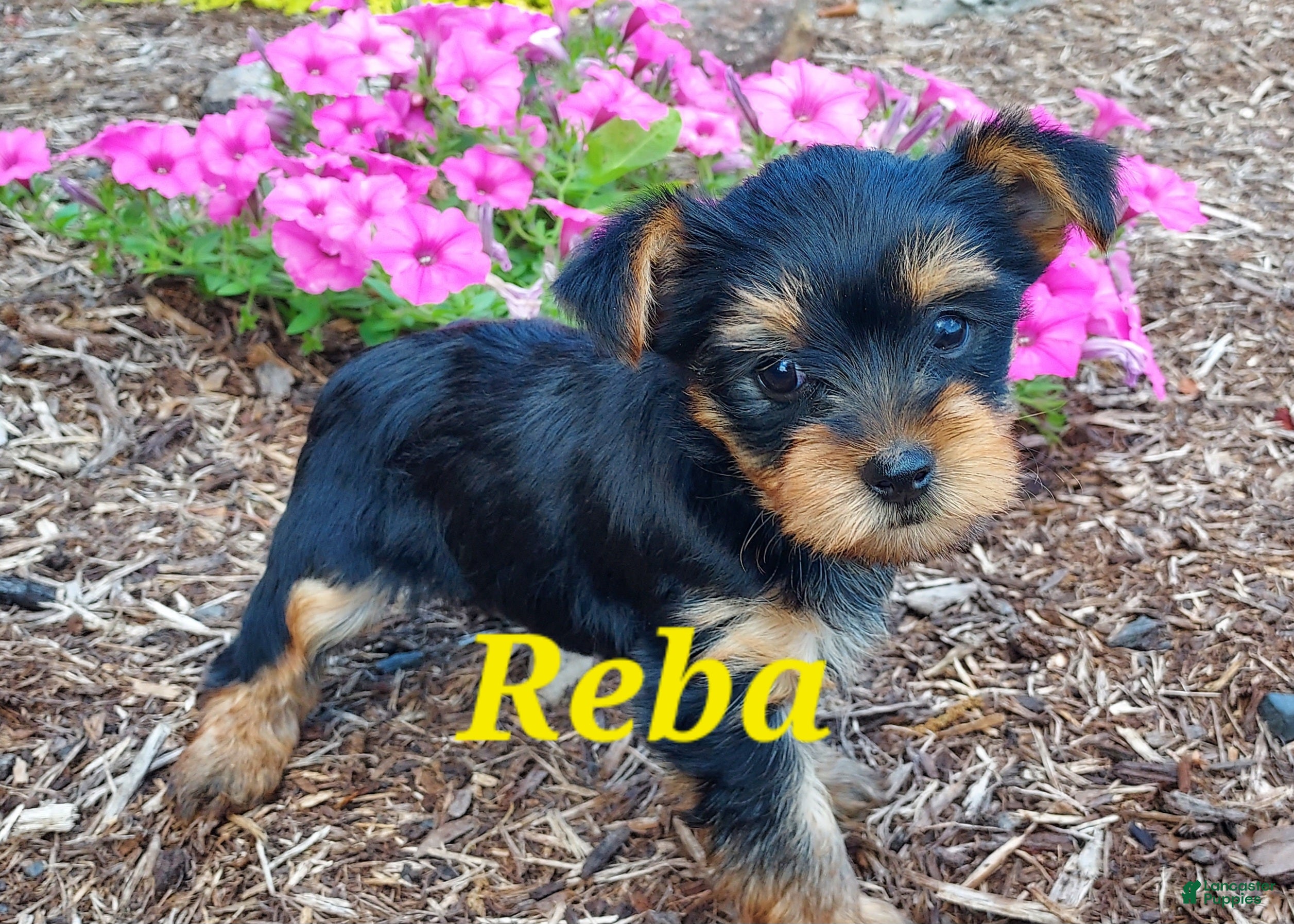 Yorkshire Terrier dogs Reba - Ad 1