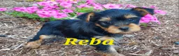 Yorkshire Terrier dogs for sale: Reba - Ad 1