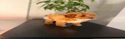Toy Poodle dogs for sale: Tootsie - Ad 3