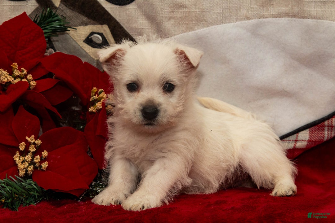 West Highland Terrier dogs for sale: Blitzen - Ad 2