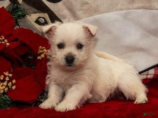 West Highland Terrier dogs Blitzen - Ad 10