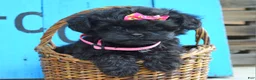 Shihpoo dogs for sale: Samantha  - Ad 4