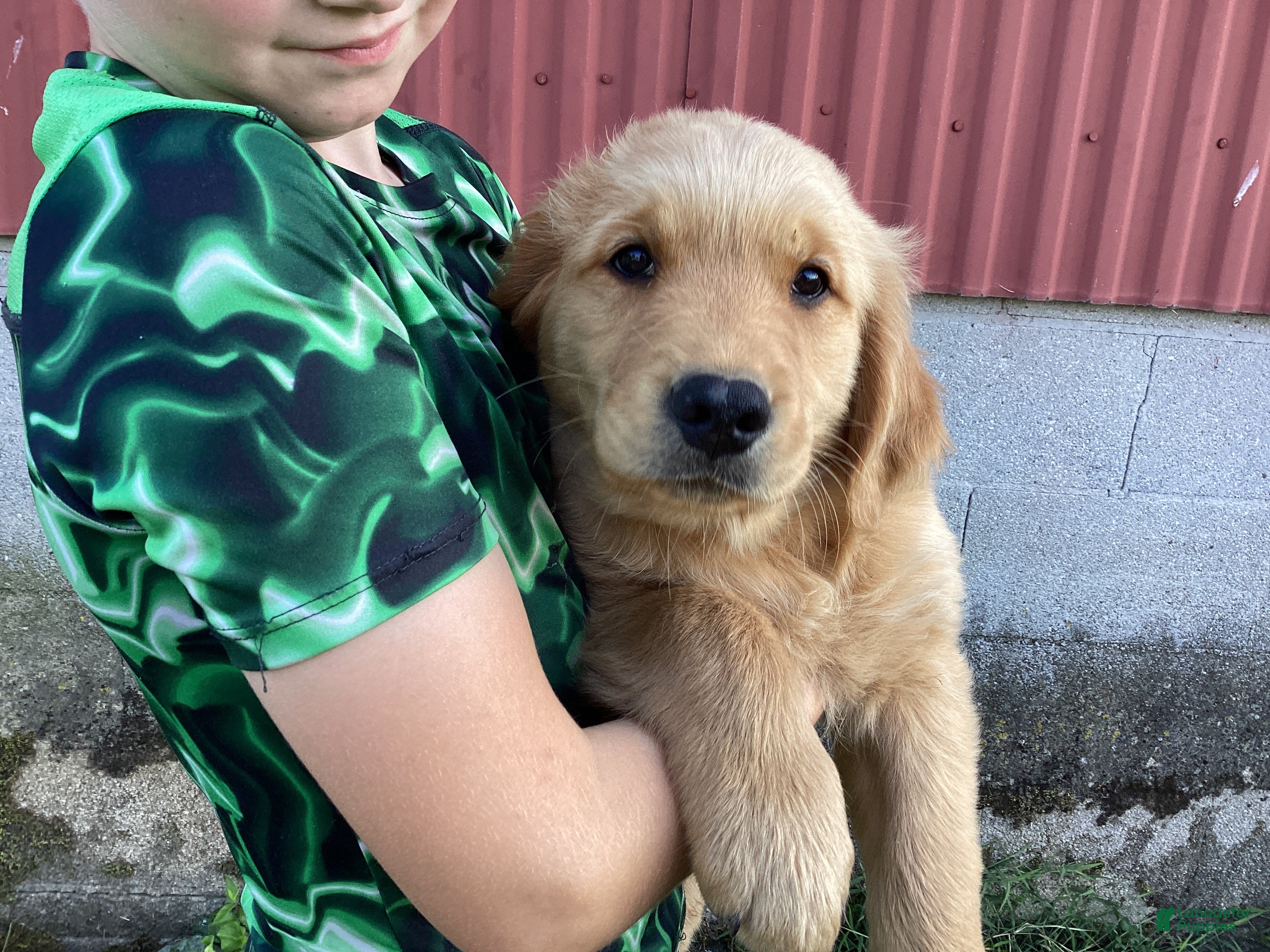 Golden Retriever dogs Peanut  - Ad 2