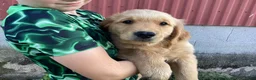 Golden Retriever dogs for sale: Peanut  - Ad 2