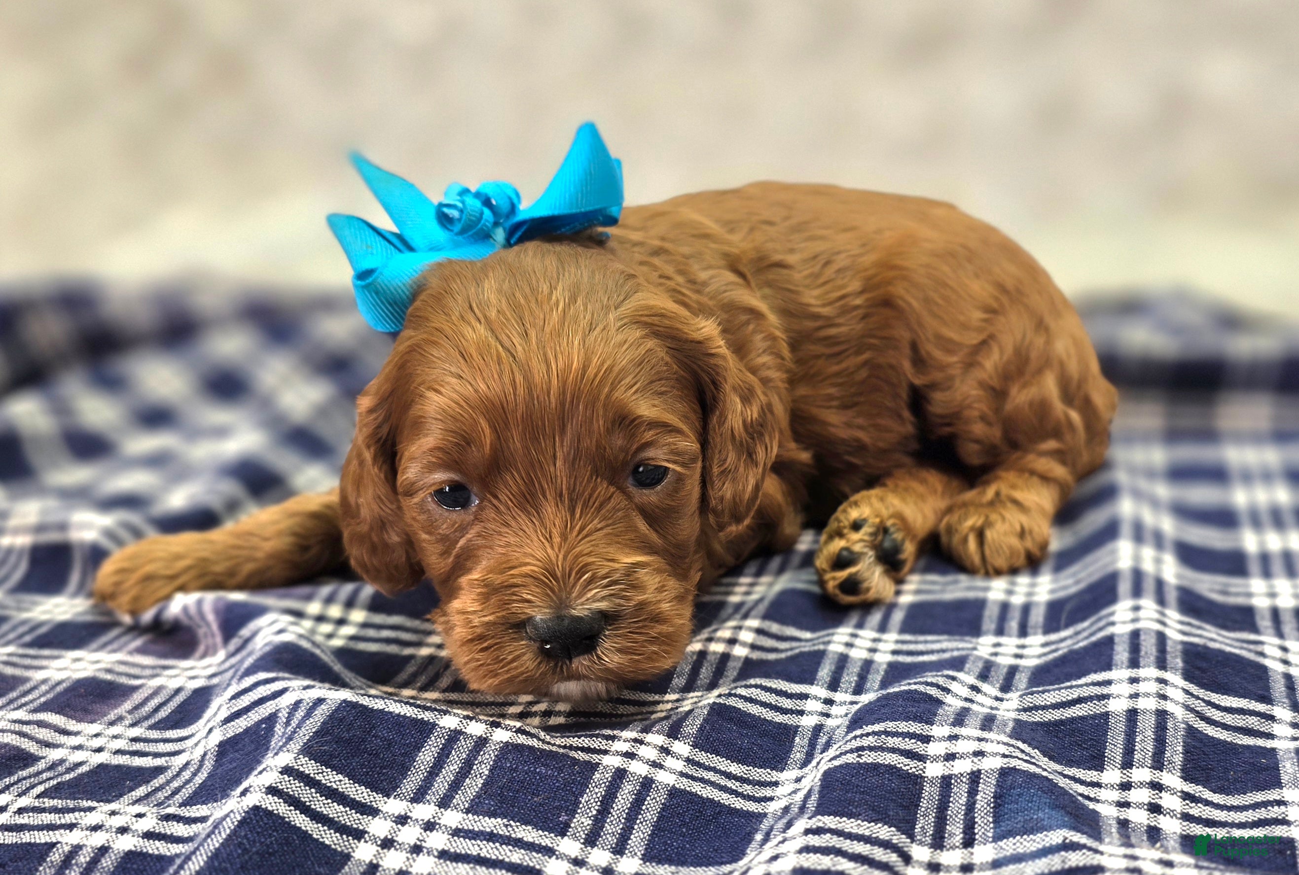 Cockapoo dogs Halo - Ad 20