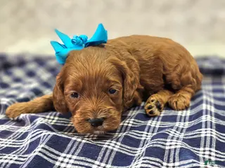 Cockapoo dogs Halo - Ad 19