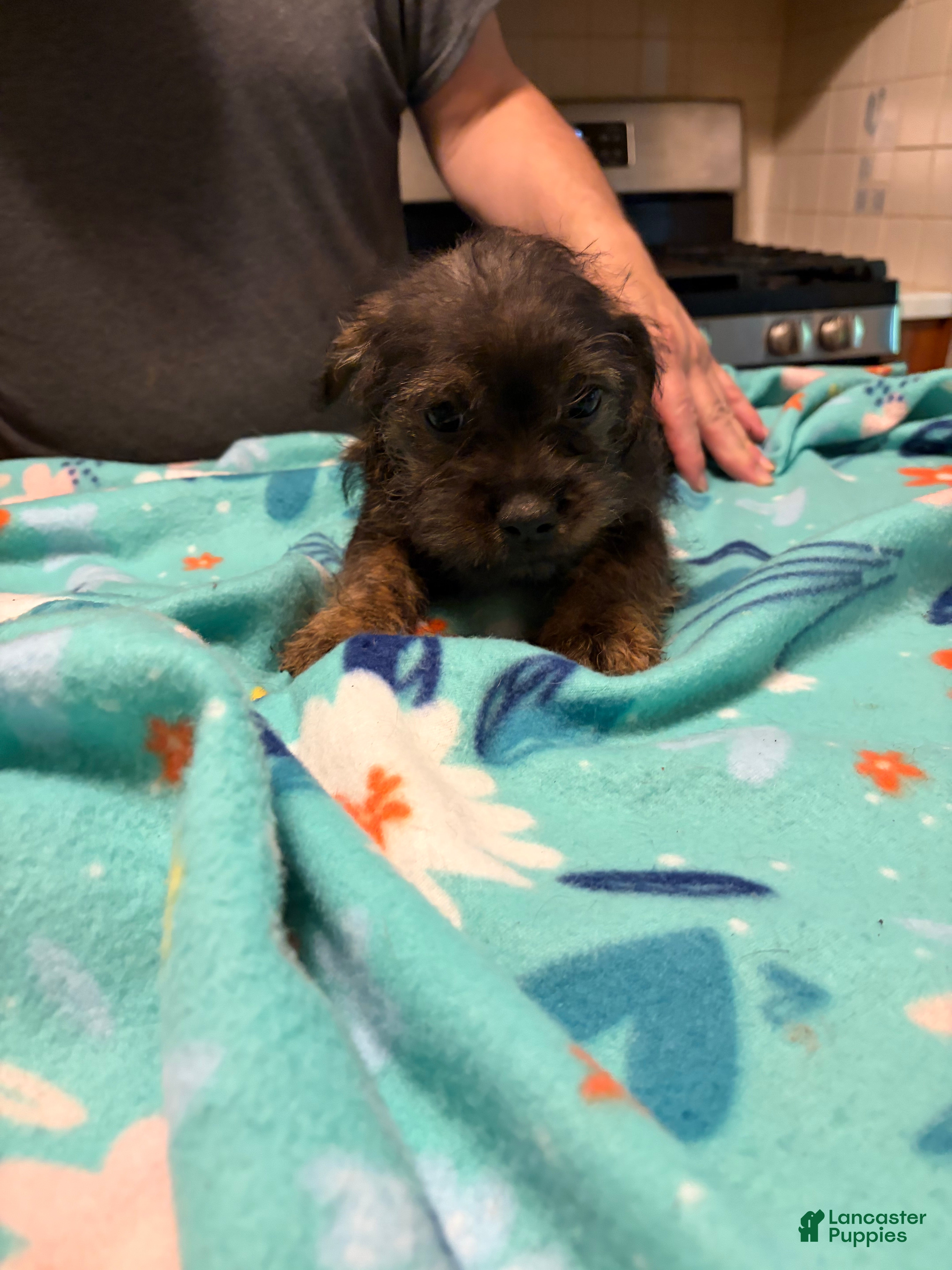 Mixed Breed dogs  Minnie Frenchie-Doodle  - Ad 2