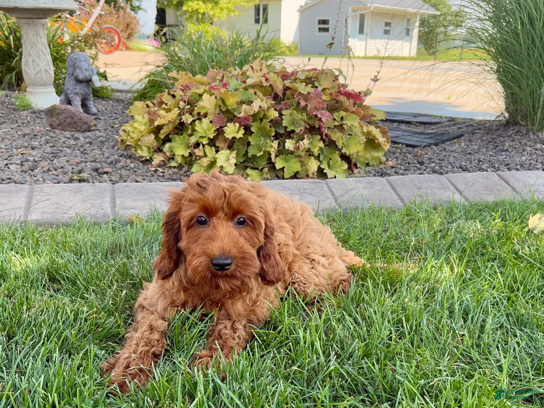 Cockapoo dogs for sale: Shellie - Ad 6