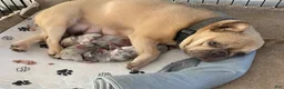 French Bulldog dogs for sale: French Bulldog 1 - Ad 5