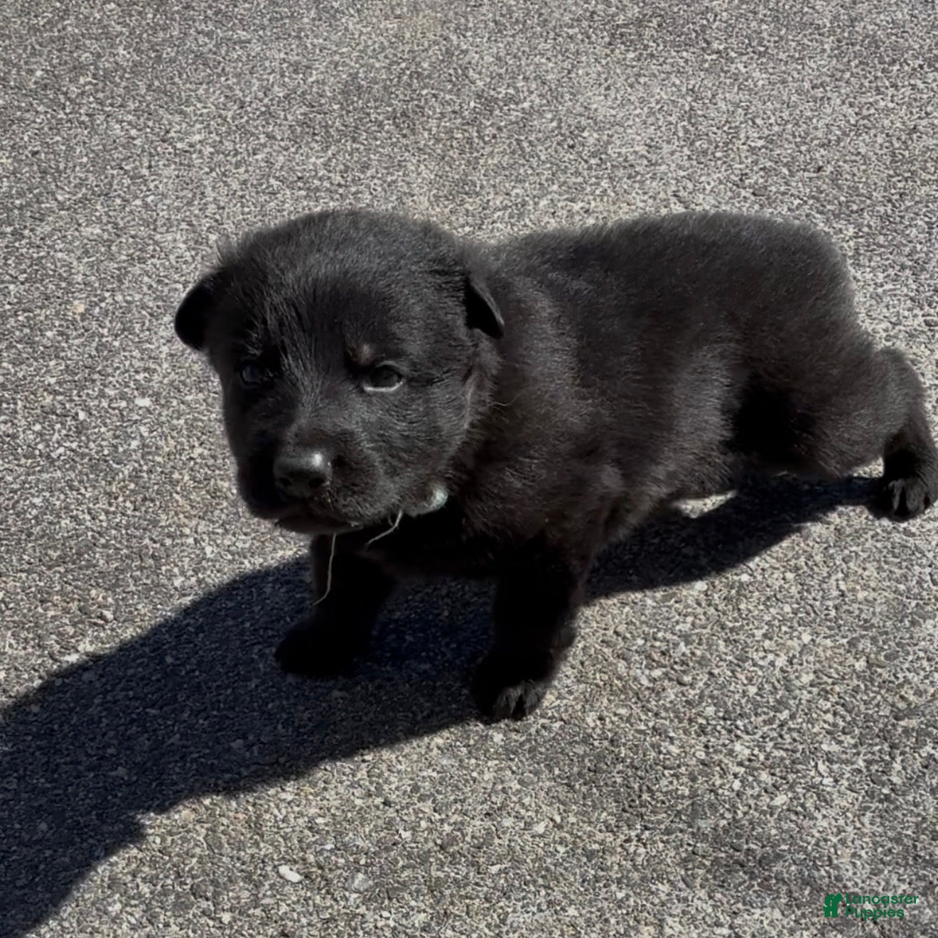 German Shepherd dogs TIC TAC - Ad 2