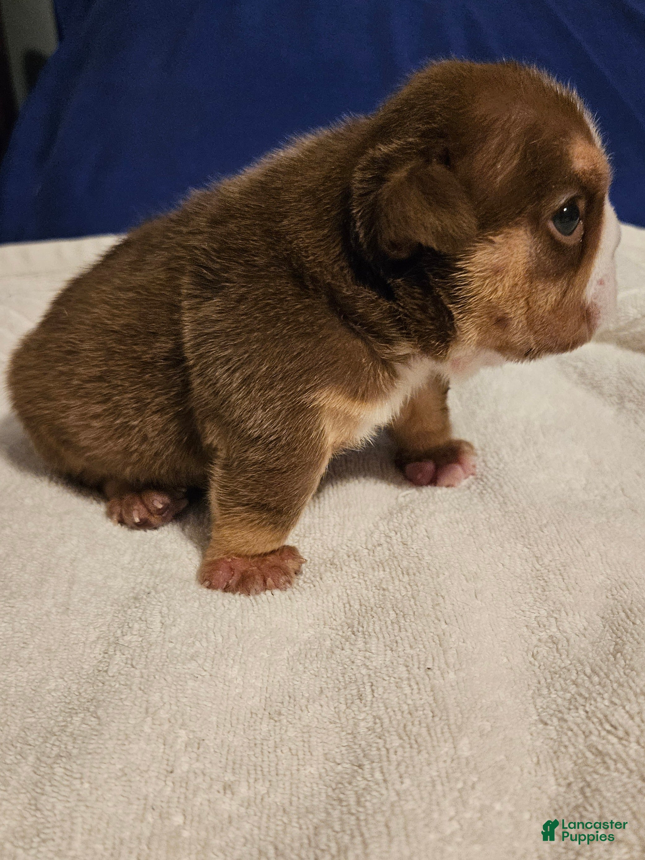 English Bulldog dogs English Bulldog Puppy 1 - Ad 4