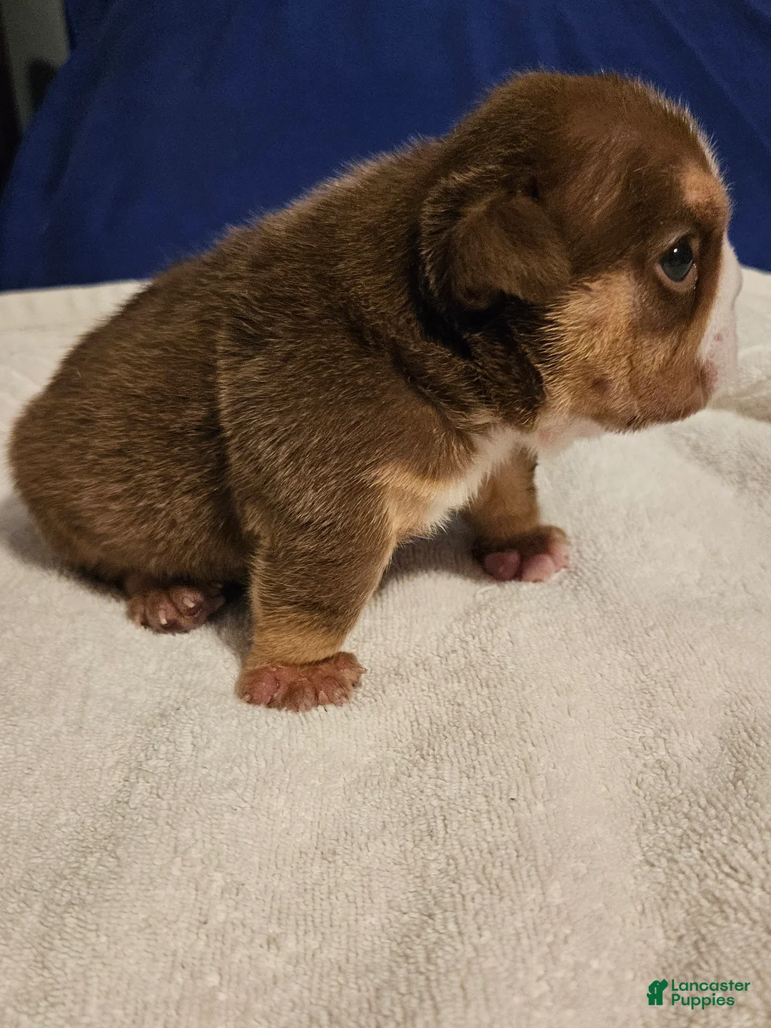 English Bulldog dogs for sale: English Bulldog Puppy 1 - Ad 1