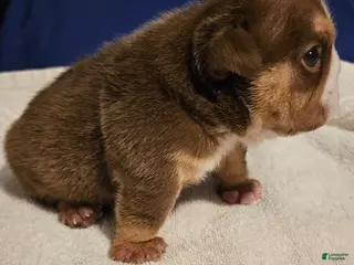 English Bulldog dogs English Bulldog Puppy 1 - Ad 4