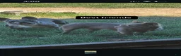 French Bulldog dogs for sale: Lucky - Ad 4
