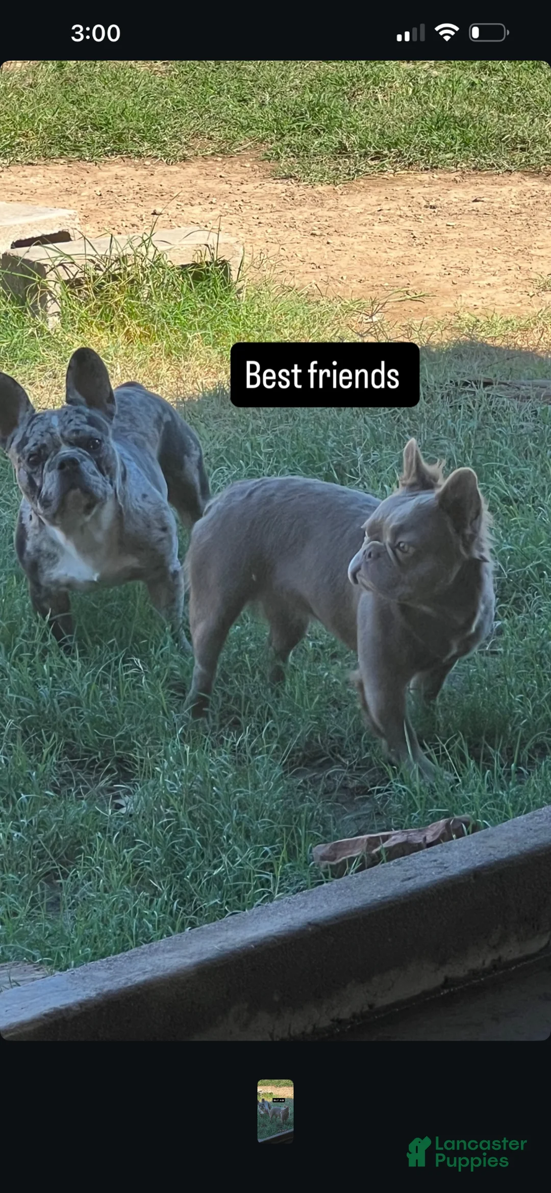 French Bulldog dogs for sale: Lucky - Ad 4