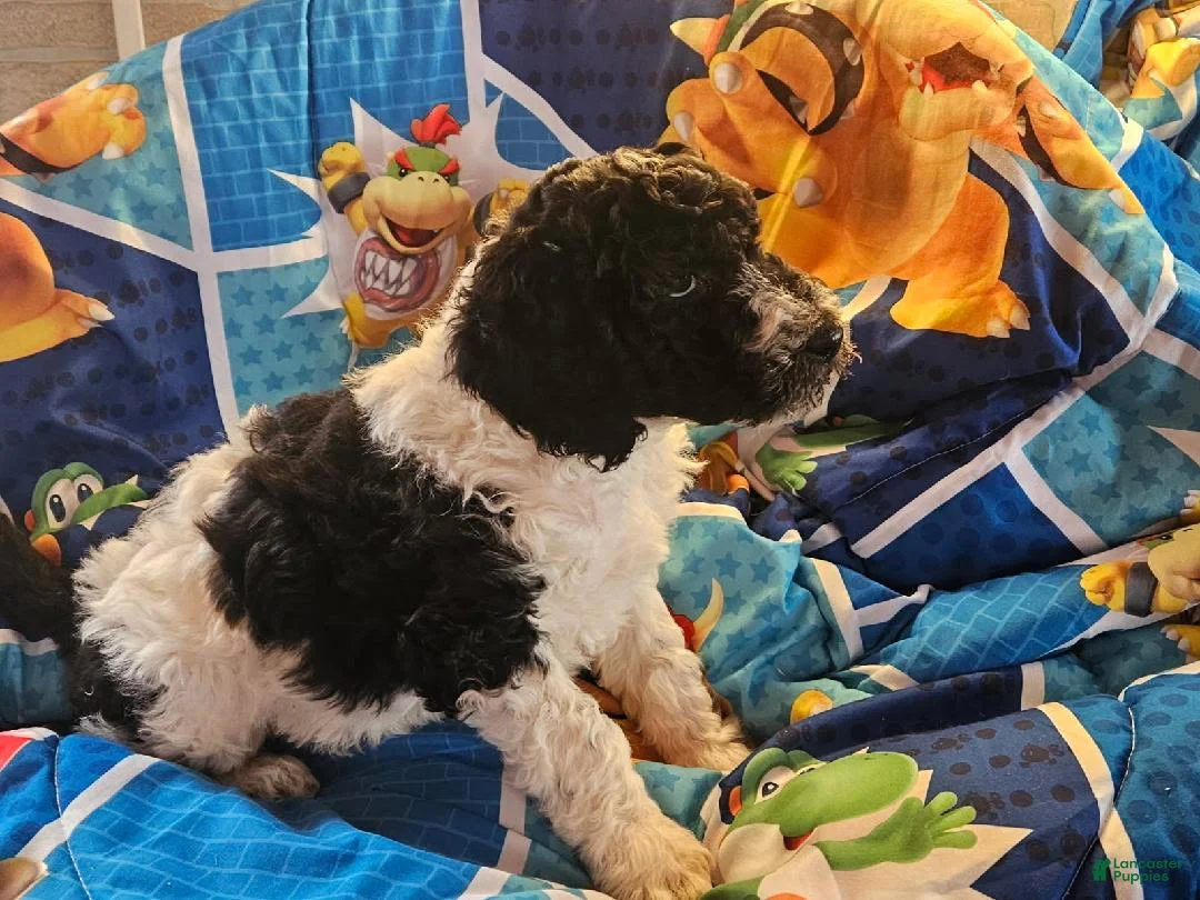 Double Doodle dogs for sale: Levi - Ad 3