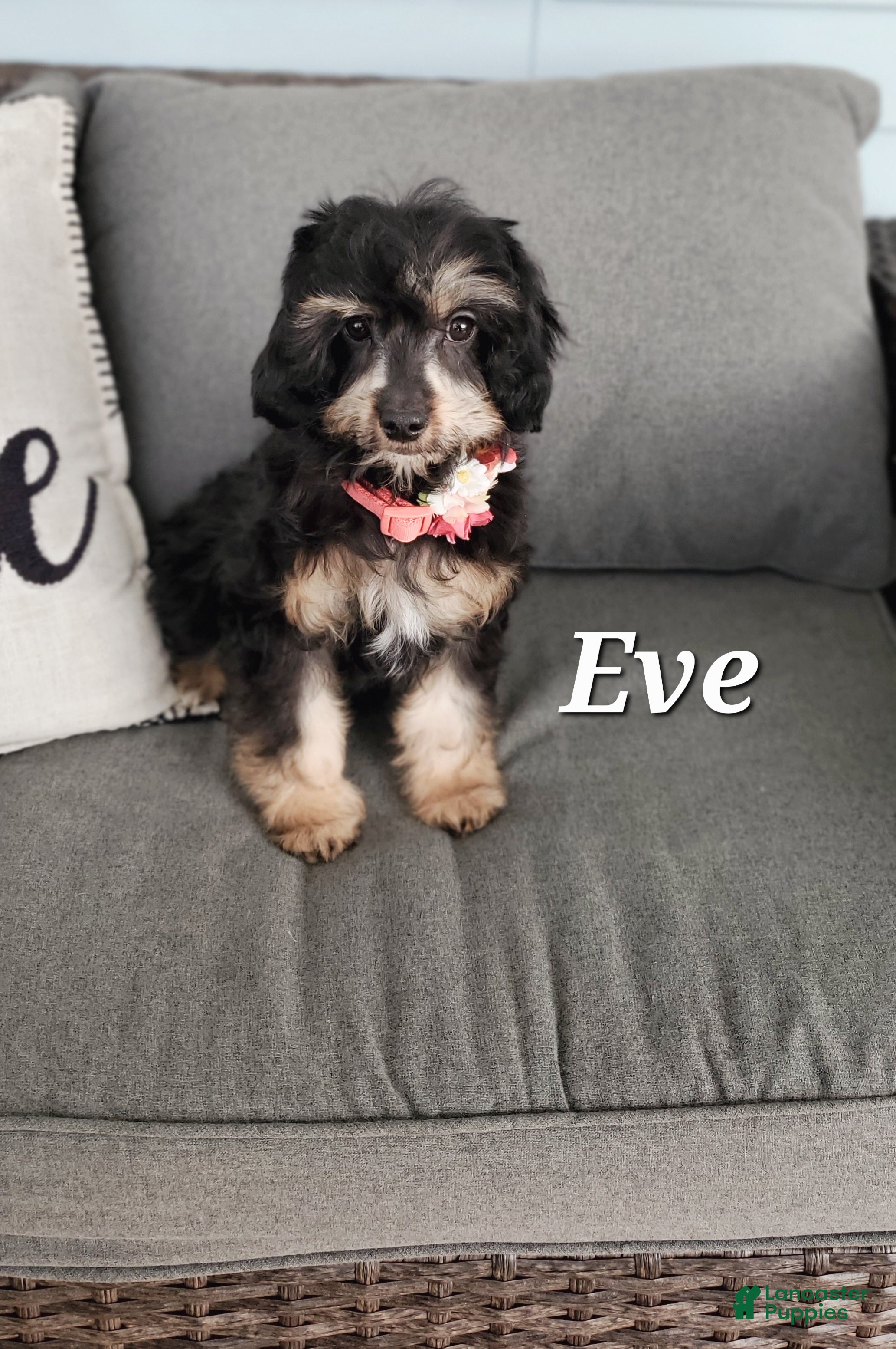 Cavapoo dogs Eve - Ad 41