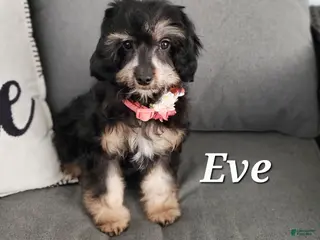 Cavapoo dogs Eve - Ad 41