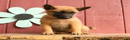 Belgian Malinois dogs for sale: Taffy - Ad 3