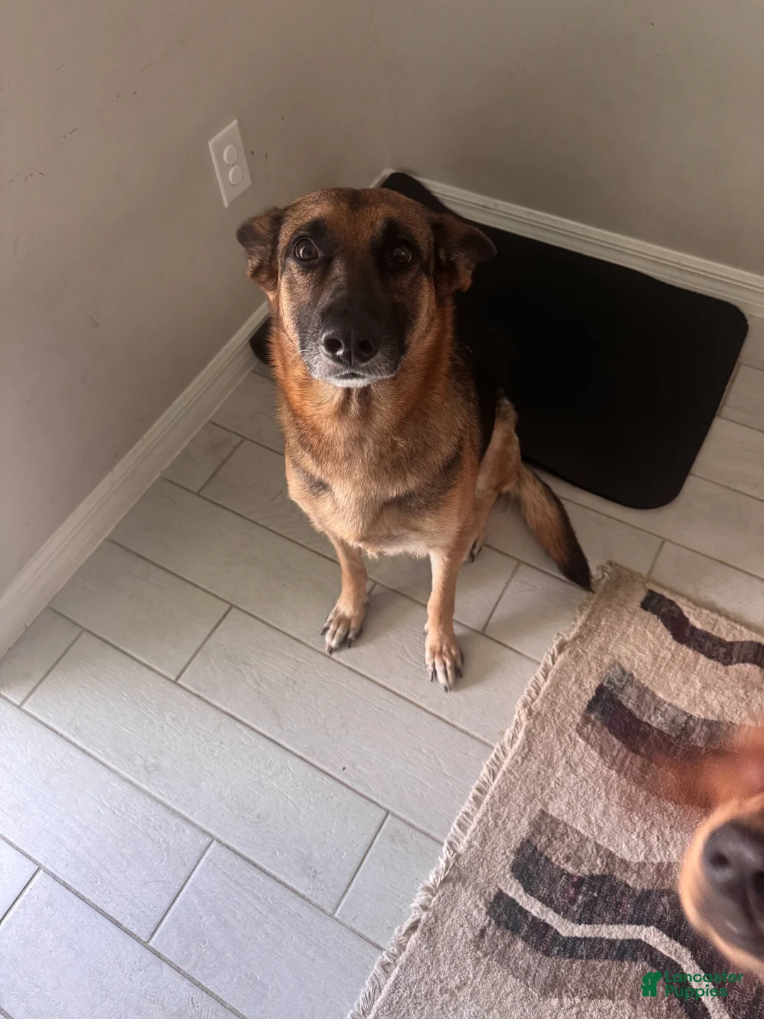 Mixed Breed dogs for sale: Mixed Breed Puppy 3 - Ad 2