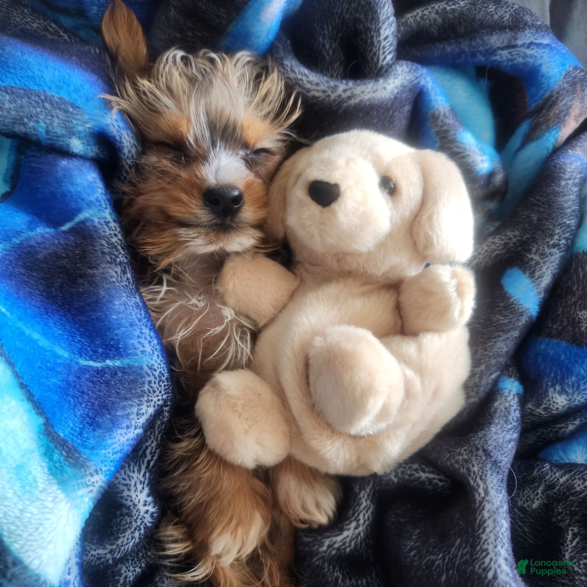 Yorkshire Terrier dogs Muscles - Ad 2