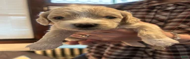 Mixed Breed Puppy 7