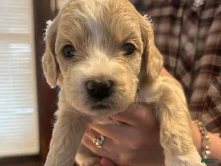 Mixed Breed dogs Mixed Breed Puppy 7 - Ad 40