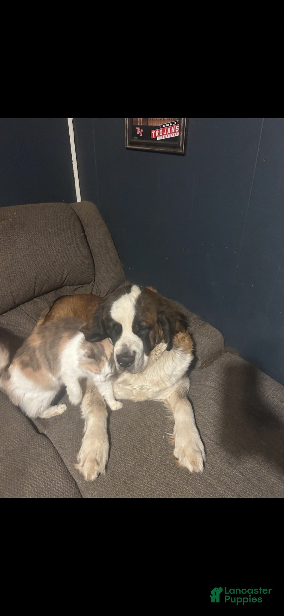 Saint Bernard dogs Saint Bernard 1 - Ad 2