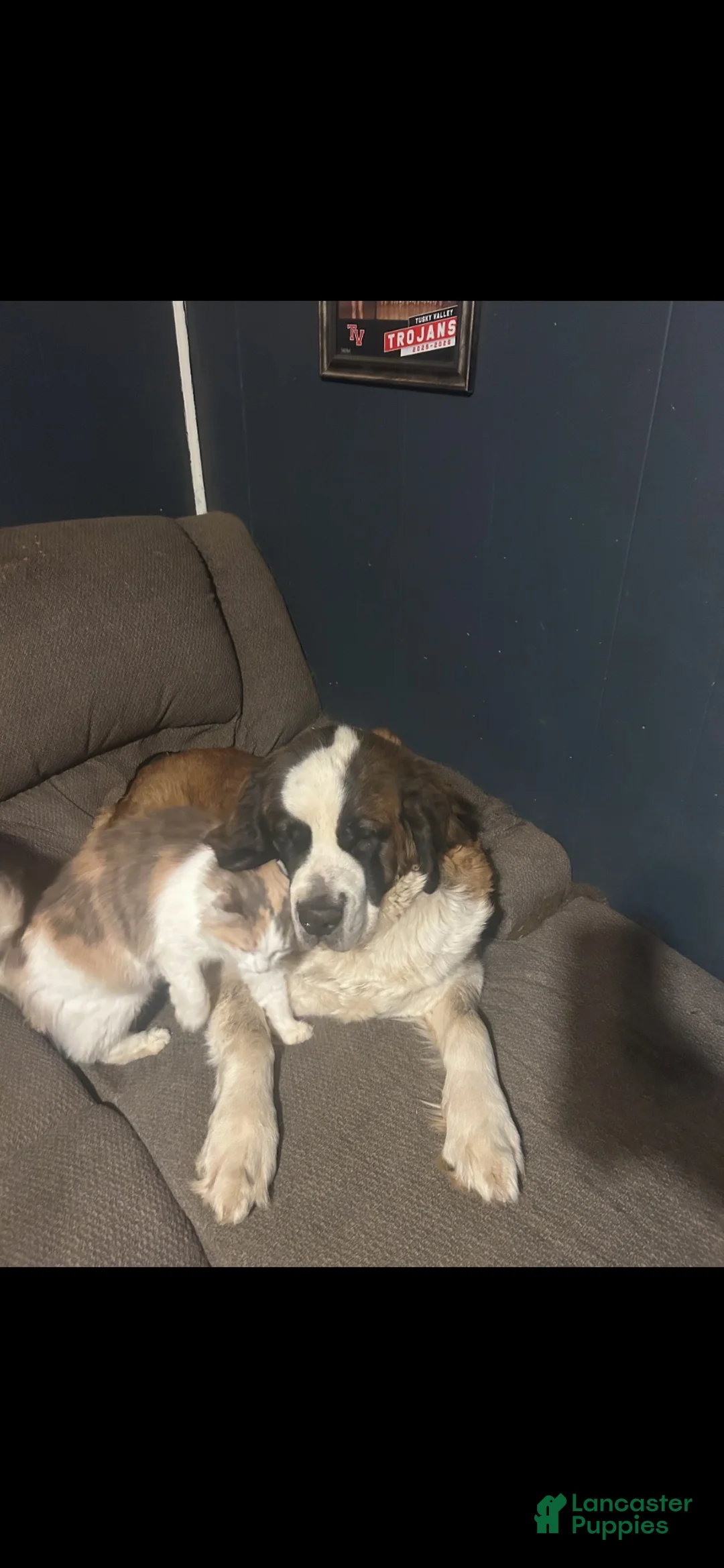 Saint Bernard dogs for sale: Saint Bernard 1 - Ad 2