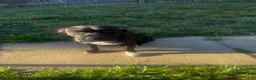 American Pit Bull Terrier dogs for sale: American Pit Bull Terrier 3 - Ad 5