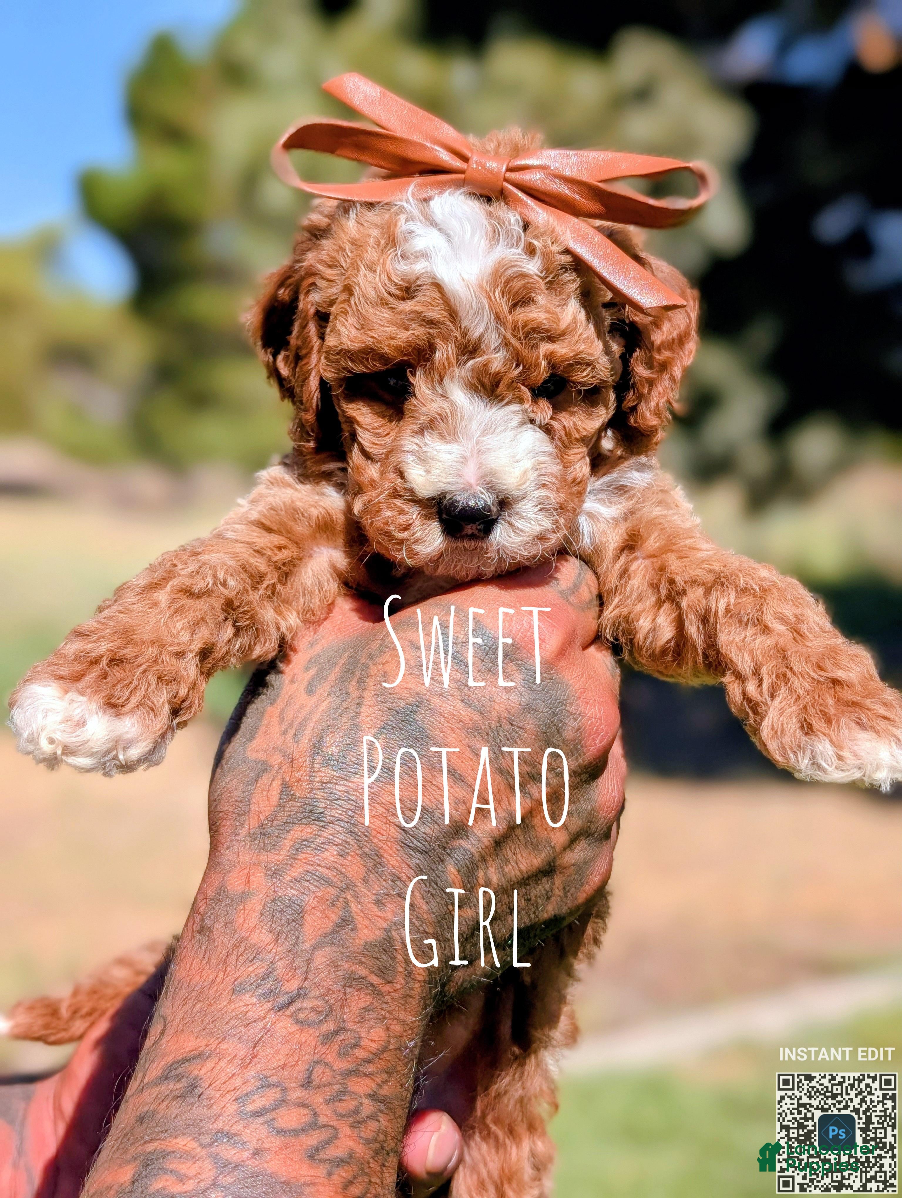 Cavapoo dogs Sweet Potato - Ad 1