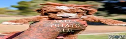 Cavapoo dogs for sale: Sweet Potato - Ad 1