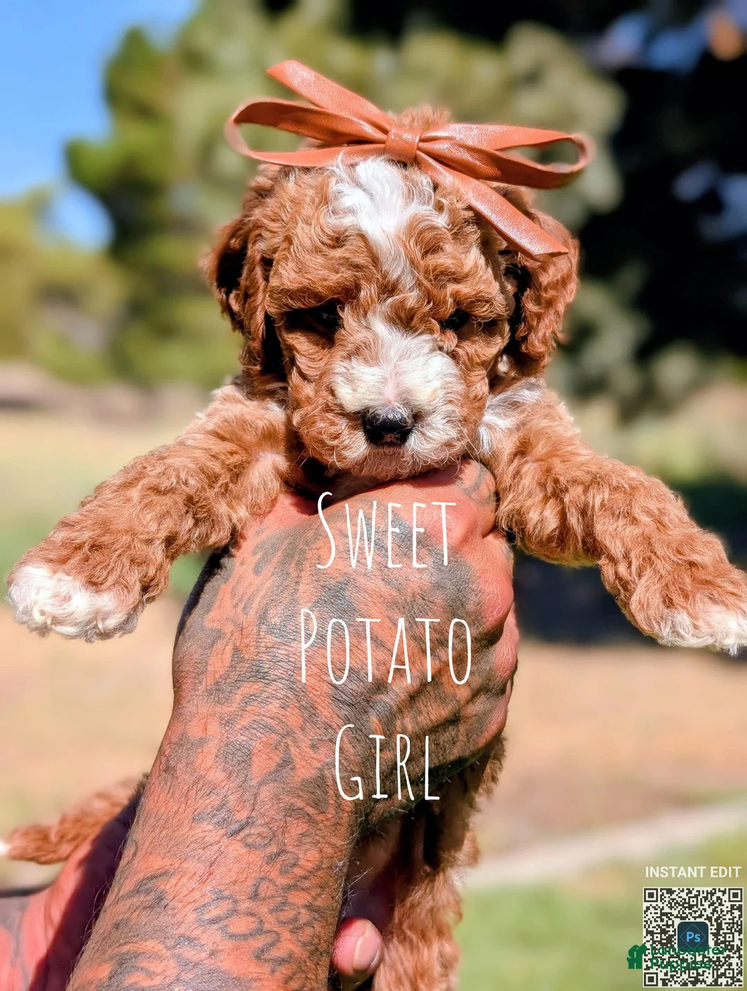 Cavapoo dogs for sale: Sweet Potato - Ad 1