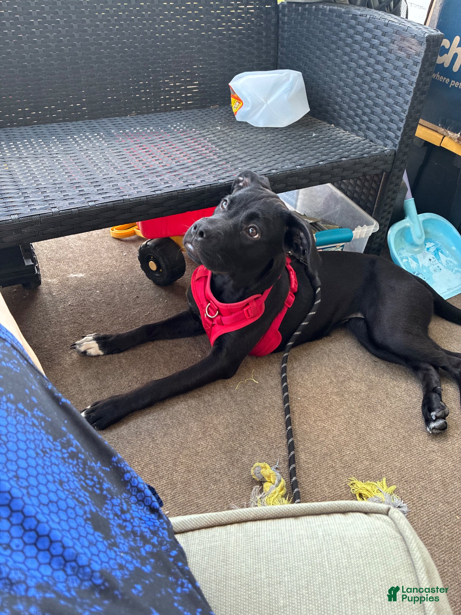 Mixed Breed dogs for sale: Kanesley - Ad 3