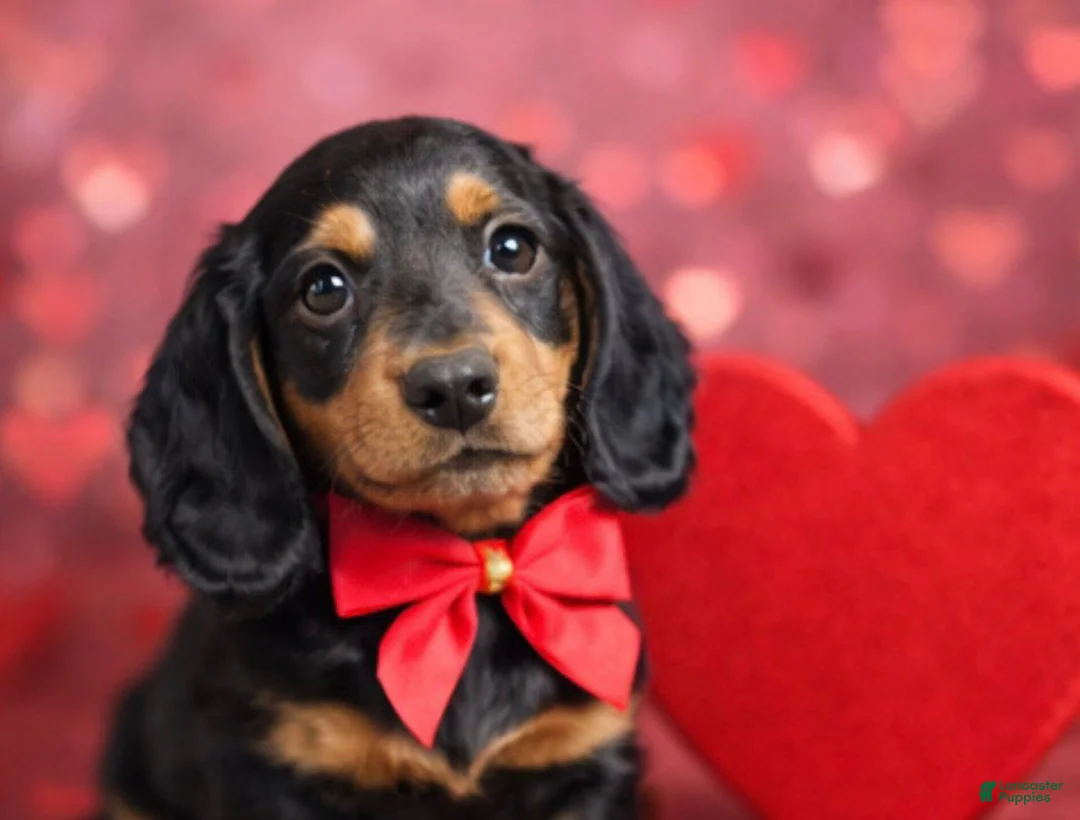 Miniature Dachshund dogs for sale: Maple - Ad 2