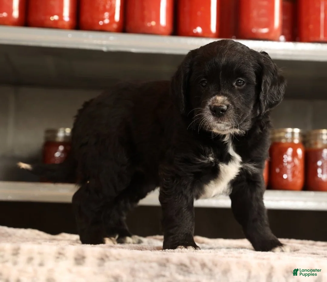 Mini Goldendoodle dogs for sale: Kate - Ad 3