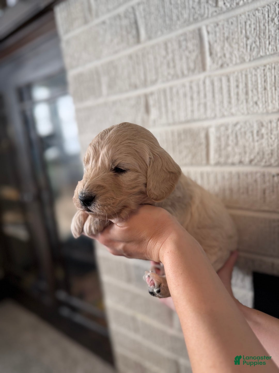 Mini Goldendoodle dogs for sale: Sugar&Spice - Ad 4