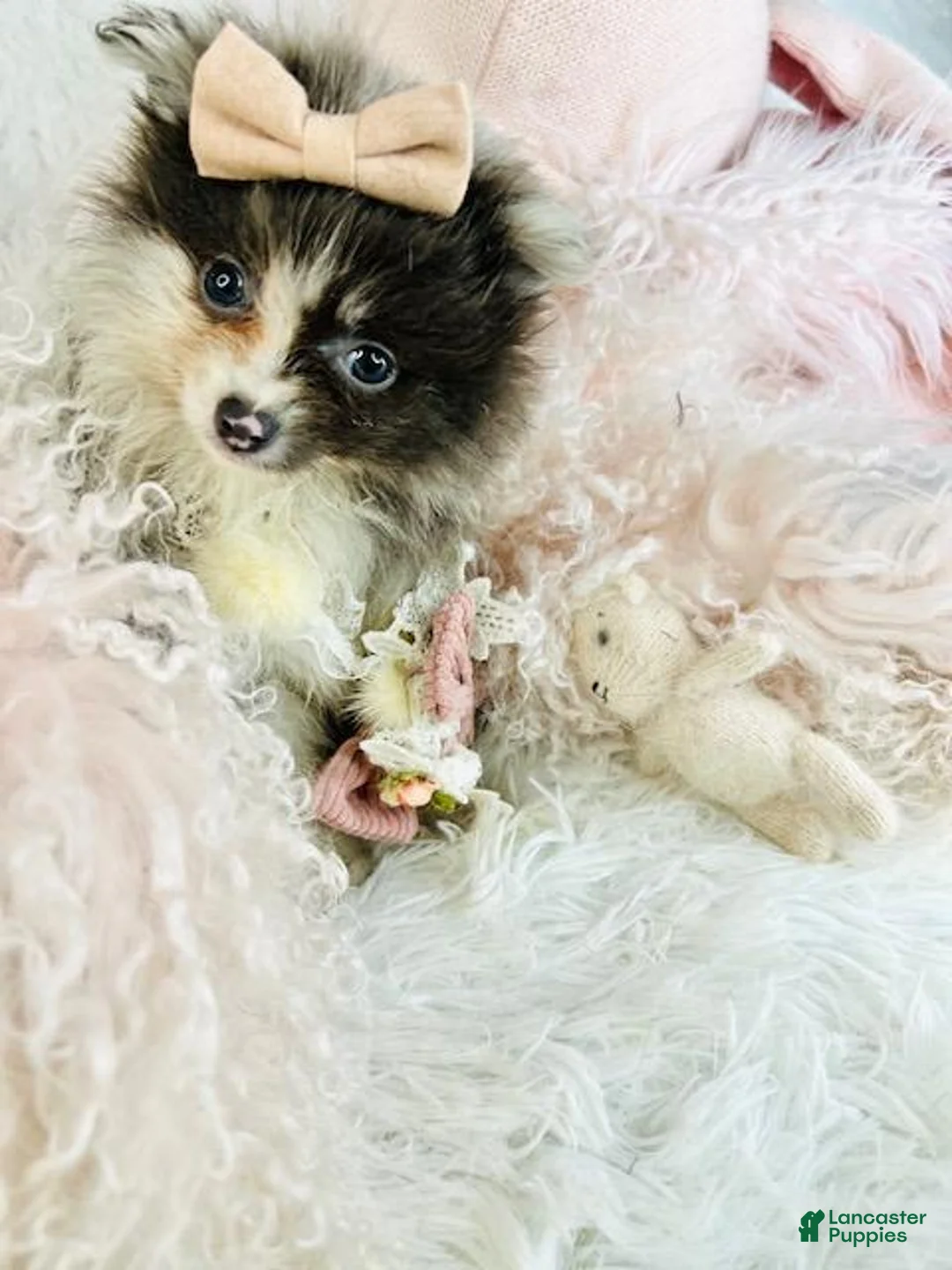 Pomeranian dogs for sale: Pomeranian Puppy 2 - Ad 2