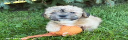 Shorkie dogs for sale: Axle - Ad 3