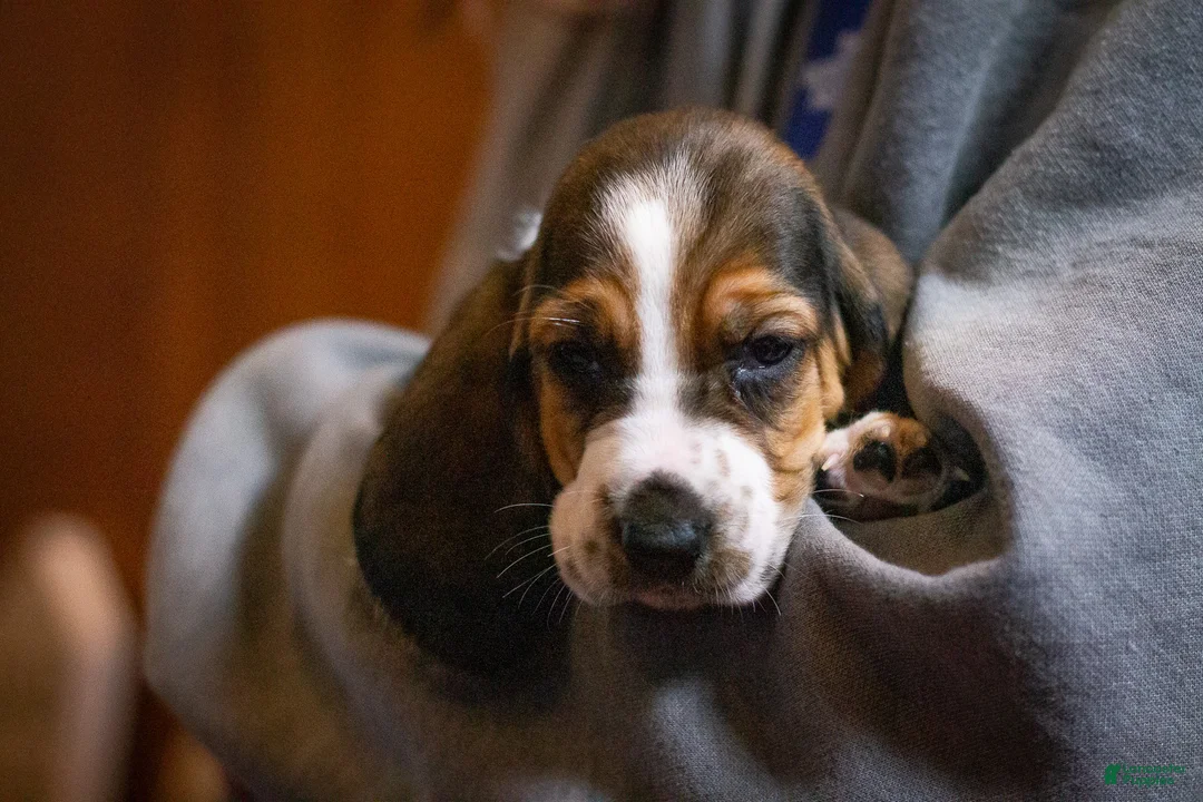 Basset Hound dogs for sale: Maggie - Ad 1