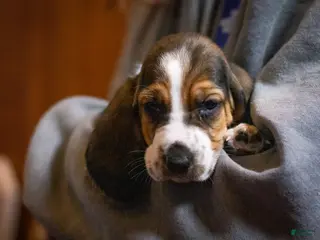 Basset Hound dogs for sale: Maggie - Ad 4