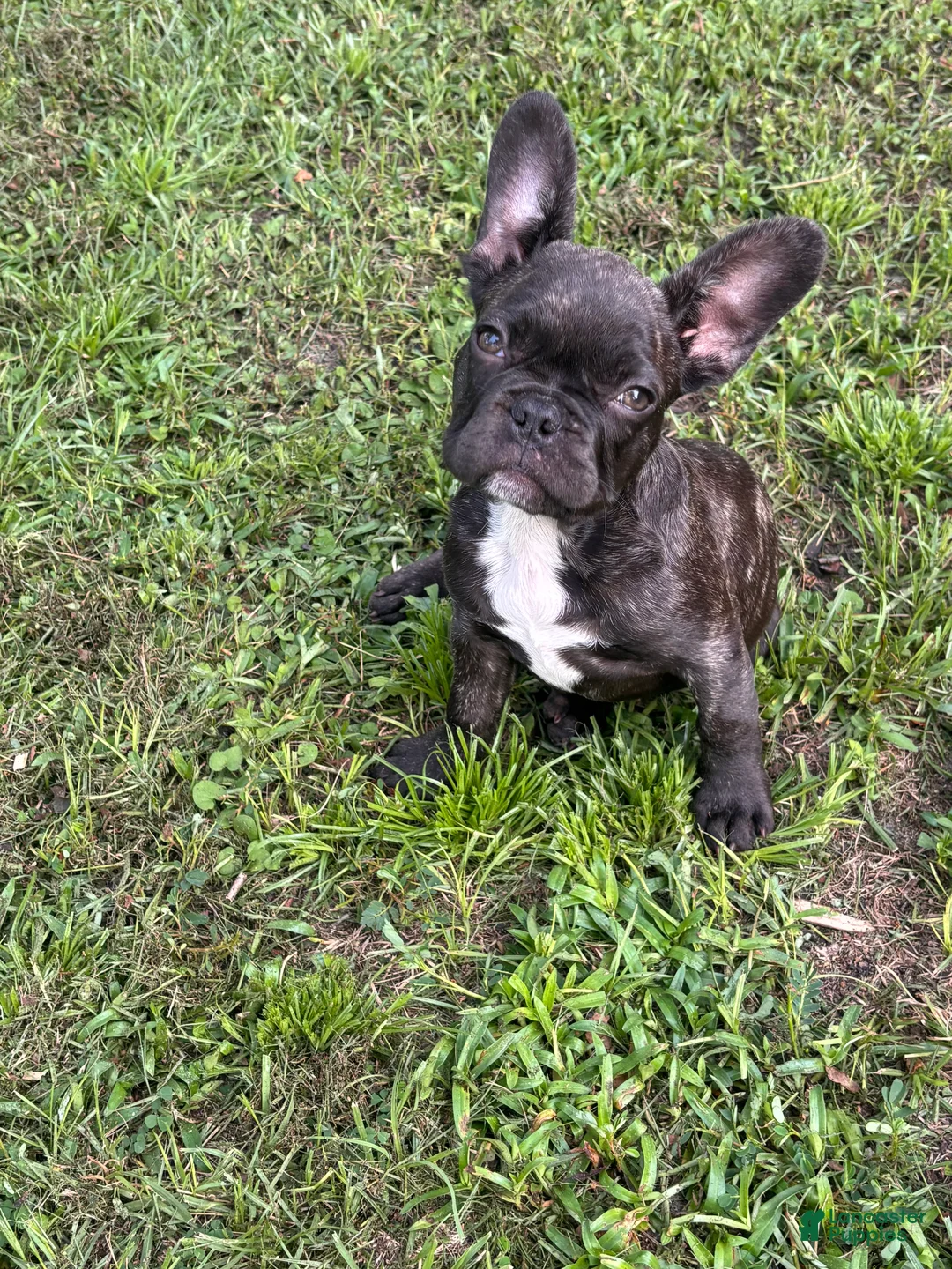 French Bulldog dogs for sale: Camo  - Ad 2