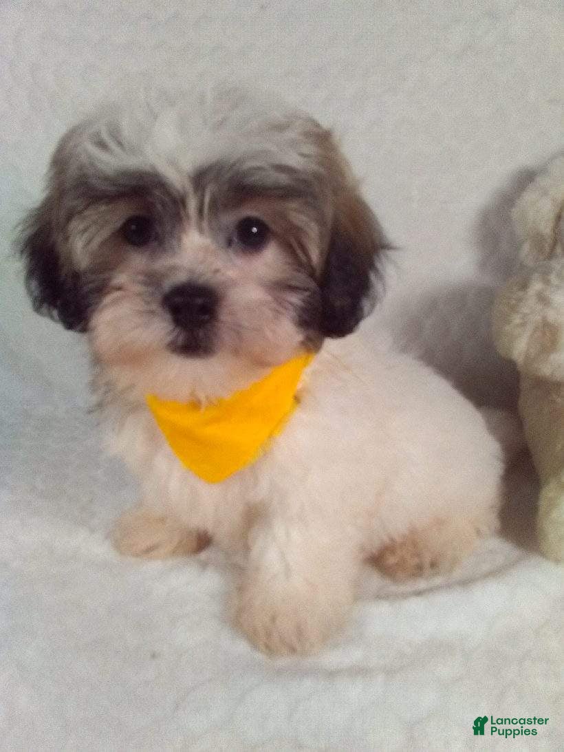 Teddy Bear dogs Chewy - Ad 2