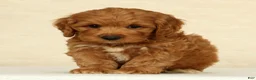 Cockapoo dogs for sale: Asher - Ad 5
