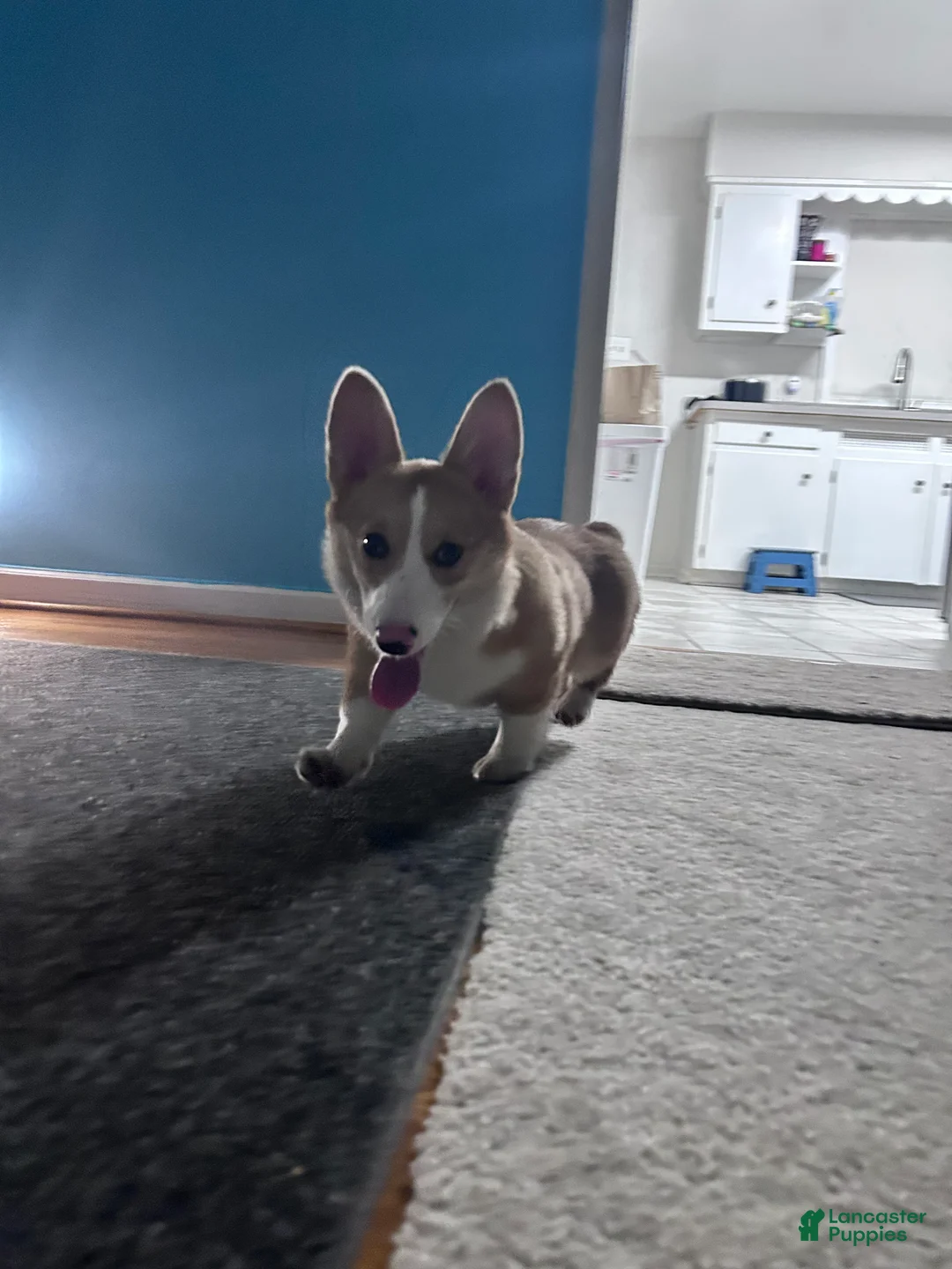 Welsh Corgi Cardigan dogs for stud: rocky  - Ad 1