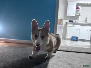 Welsh Corgi Cardigan dogs rocky - Ad 6