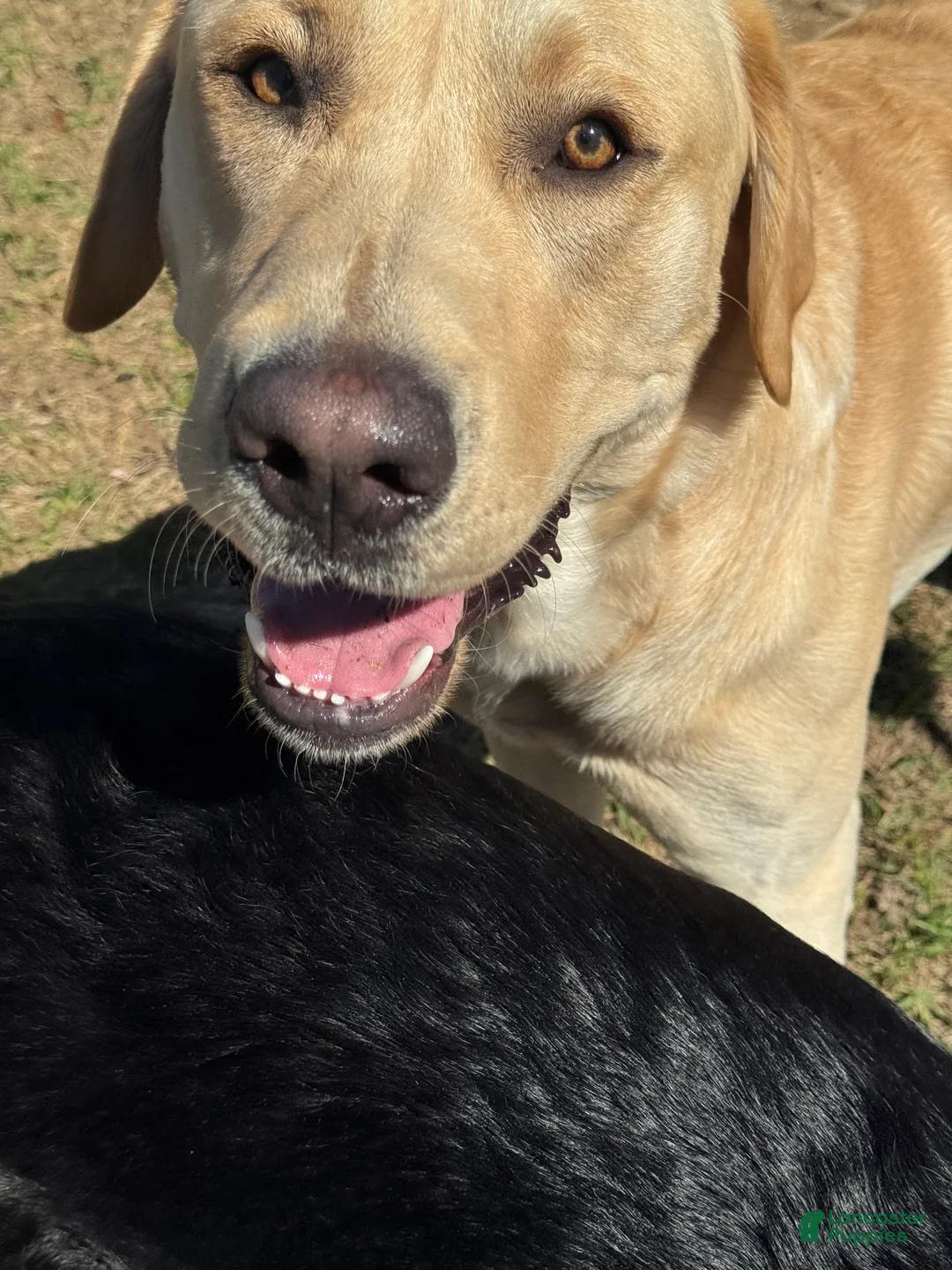 Labrador Retriever dogs for stud: Bo Conley - Ad 2