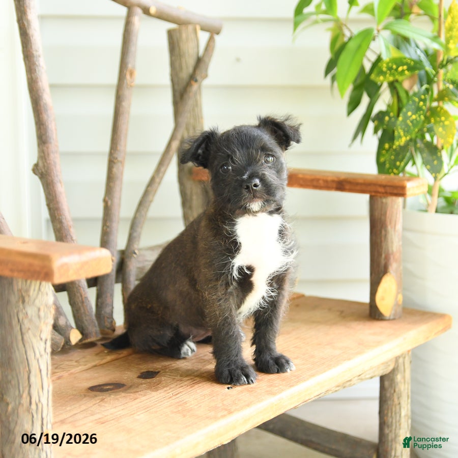 Mixed Breed dogs Bella   - Ad 1