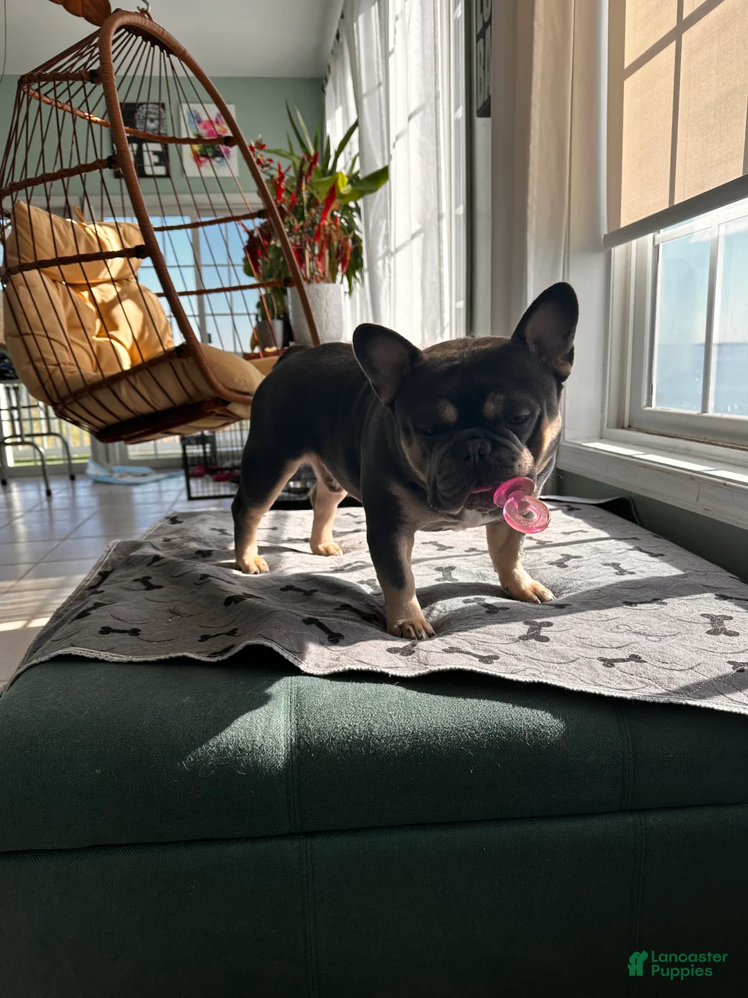 French Bulldog dogs for sale: French Bulldog Puppy  - Ad 3