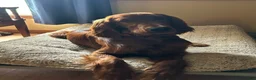 Irish Setter dogs for sale: Irish Setter 7 - Ad 4